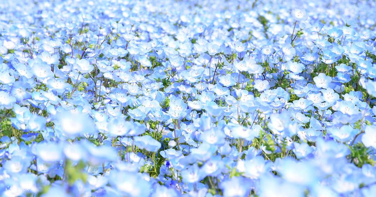 Ibaraki｜National Hitachi Seaside Park Pink Butterfly & Ashikaga